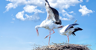 Mit dem Storch kommt der Frühling