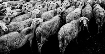 Tierische Demonstration