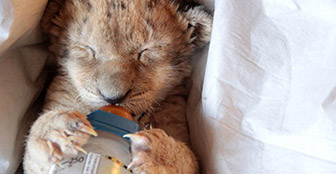Tierpflegerin päppelt Löwenbaby im Wohnzimmer auf