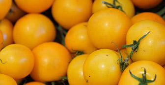 Saatgut soll Gemeingut bleiben