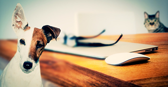 Plutôt chien ou chat ?