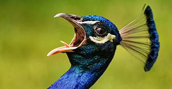 Peacocks