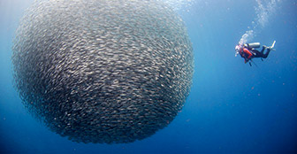 The sardine ball