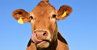 Cows