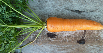 Carrot attack