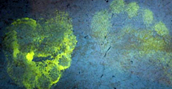 Glow in the dark