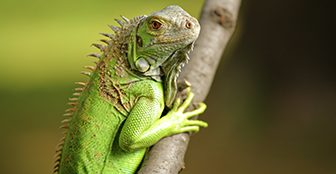 Iguanas contra la escasez de alimentos