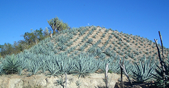 El mezcal de moda