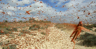 Plaga de langostas en Bolivia