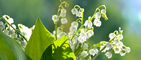 Muguet