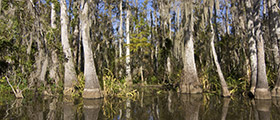 Dans le bayou