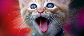 quiz meowww