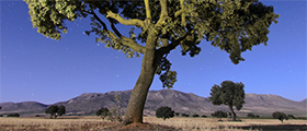 Balade en forêt